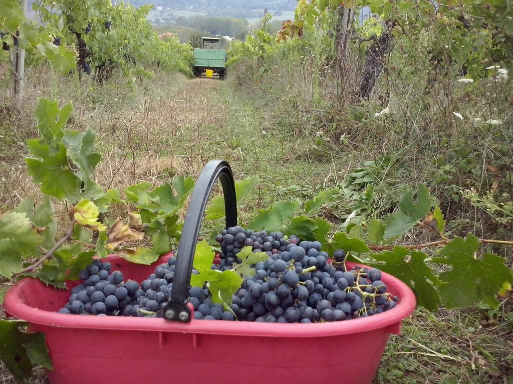 Agriturismo La Querce Rignano sullʼArno Δωμάτιο φωτογραφία