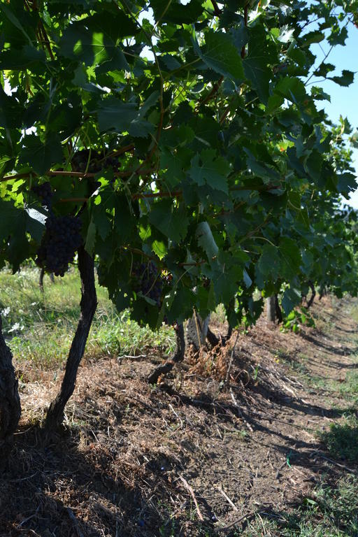 Agriturismo La Querce Rignano sullʼArno Εξωτερικό φωτογραφία