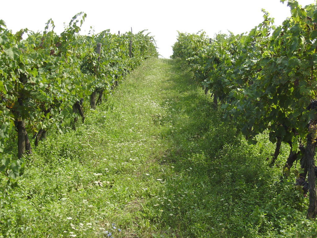 Agriturismo La Querce Rignano sullʼArno Εξωτερικό φωτογραφία